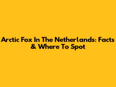Arctic Fox In The Netherlands: Facts & Where To Spot