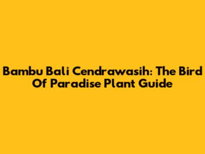 Bambu Bali Cendrawasih: The Bird Of Paradise Plant Guide