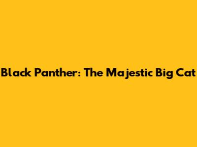 Black Panther: The Majestic Big Cat