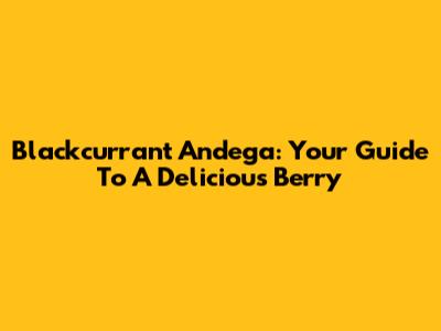 Blackcurrant Andega: Your Guide To A Delicious Berry