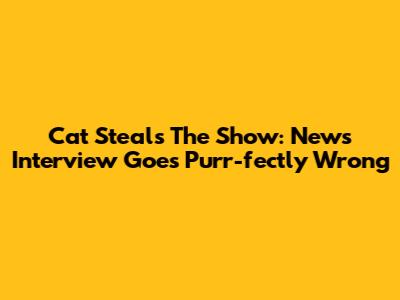 Cat Steals The Show: News Interview Goes Purr-fectly Wrong