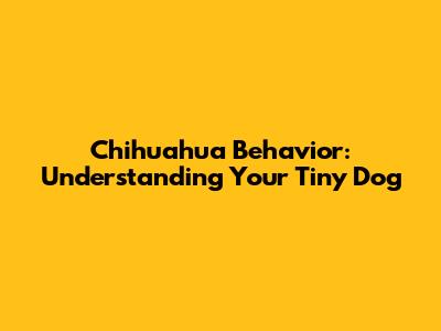 Chihuahua Behavior: Understanding Your Tiny Dog