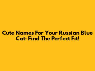 Cute Names For Your Russian Blue Cat: Find The Perfect Fit!