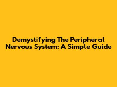 Demystifying The Peripheral Nervous System: A Simple Guide