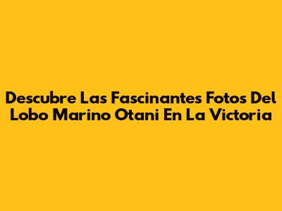 Descubre Las Fascinantes Fotos Del Lobo Marino Otani En La Victoria