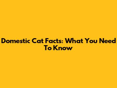 Domestic Cat Facts: What You Need To Know