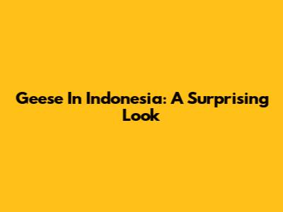 Geese In Indonesia: A Surprising Look