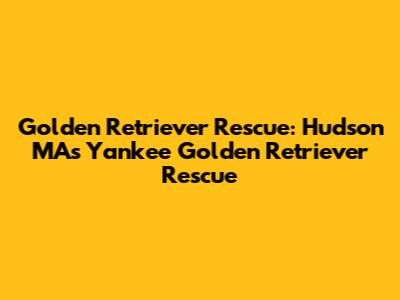 Golden Retriever Rescue: Hudson MA's Yankee Golden Retriever Rescue