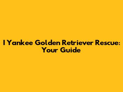 I Yankee Golden Retriever Rescue: Your Guide