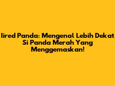 Iired Panda: Mengenal Lebih Dekat Si Panda Merah Yang Menggemaskan!