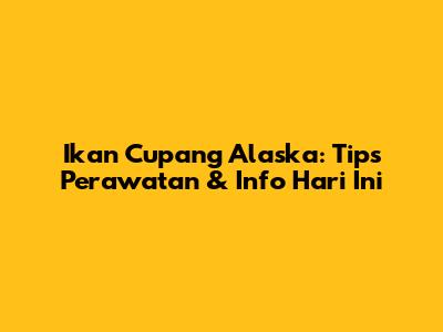 Ikan Cupang Alaska: Tips Perawatan & Info Hari Ini