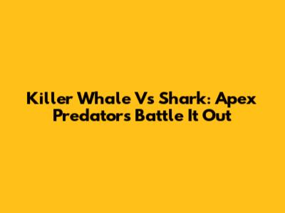 Killer Whale Vs Shark: Apex Predators Battle It Out