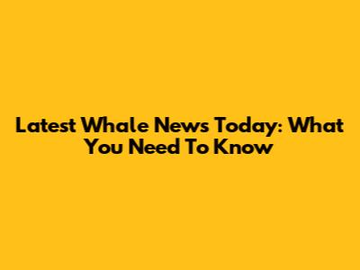 Latest Whale News Today: What You Need To Know