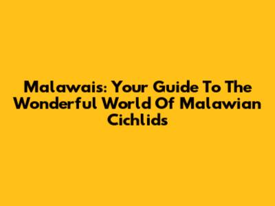 Malawais: Your Guide To The Wonderful World Of Malawian Cichlids