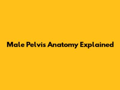 Male Pelvis Anatomy Explained