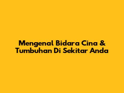 Mengenal Bidara Cina & Tumbuhan Di Sekitar Anda