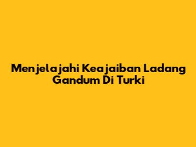 Menjelajahi Keajaiban Ladang Gandum Di Turki