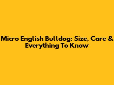 Micro English Bulldog: Size, Care & Everything To Know