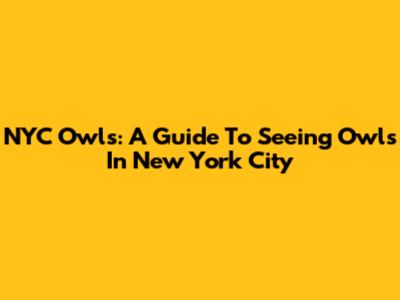 NYC Owls: A Guide To Seeing Owls In New York City