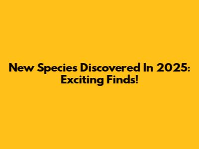 New Species Discovered In 2025: Exciting Finds!