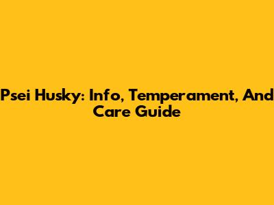 Psei Husky: Info, Temperament, And Care Guide