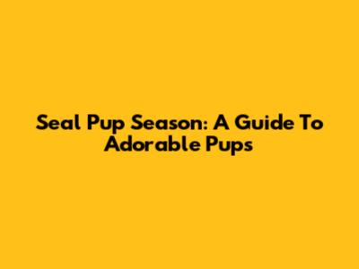 Seal Pup Season: A Guide To Adorable Pups