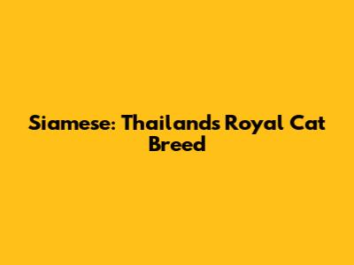 Siamese: Thailand's Royal Cat Breed