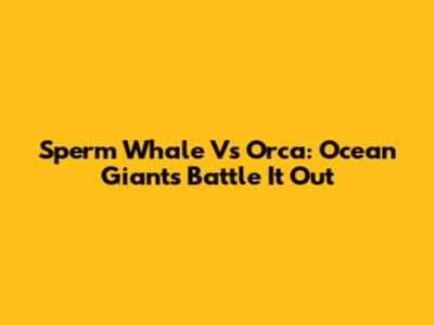 Sperm Whale Vs Orca: Ocean Giants Battle It Out