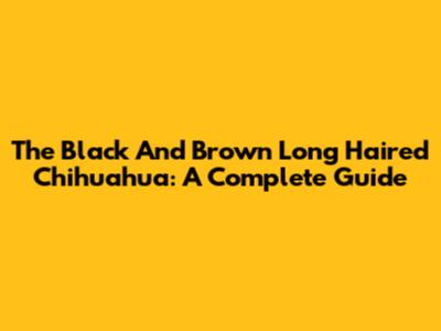 The Black And Brown Long Haired Chihuahua: A Complete Guide