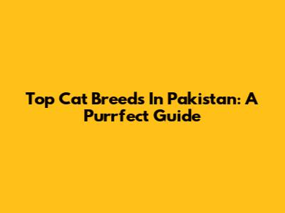 Top Cat Breeds In Pakistan: A Purrfect Guide