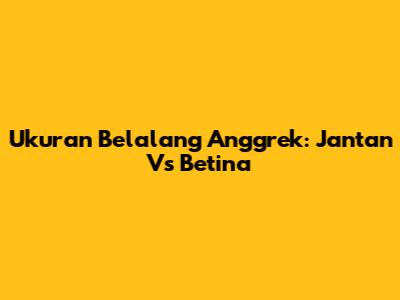 Ukuran Belalang Anggrek: Jantan Vs Betina