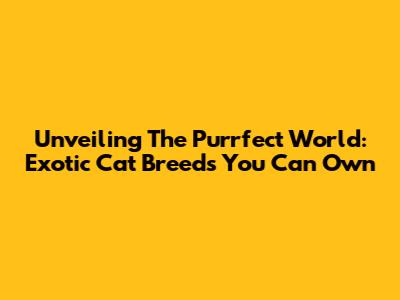 Unveiling The Purrfect World: Exotic Cat Breeds You Can Own