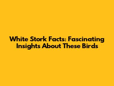 White Stork Facts: Fascinating Insights About These Birds