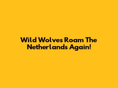 Wild Wolves Roam The Netherlands Again!