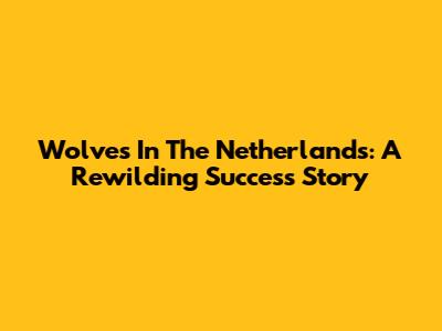 Wolves In The Netherlands: A Rewilding Success Story